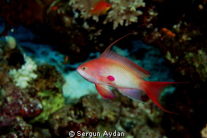 my chromis by Sergun Aydan 